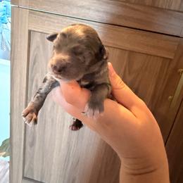 Blue Merle female 2 - Merle female Goldendoodle puppy in Vallejo, California from Well Rooted Doodles