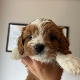 Pecan - Apricot female Cavapoo puppy in Bloomfield, New York from Campbell Cavapoos