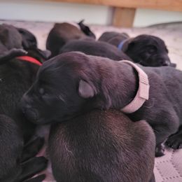 Gray Collar Female - Black sable female Belgian Malinois puppy in Sanger, Texas from Faubion Malinois