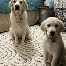 Aspen - Golden Retriever