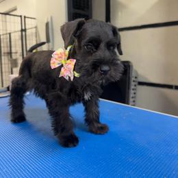 Black Girl - Black female Miniature Schnauzer puppy in Springdale, Arkansas from Rc Kennels
