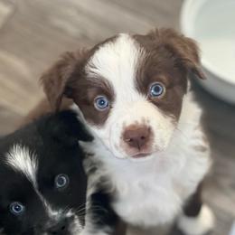 Ginger - Red & white female Miniature Australian Shepherd puppy in Norco, California from River Springs Aussies