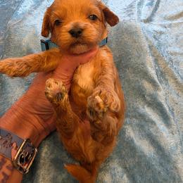 Amiir - Red male Cavapoo puppy in Gresham, Oregon from Paisley Cavapoos