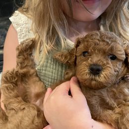 "Autumn (Girl) 5 Weeks" Goldendoodle Puppies from Oregon Doodle