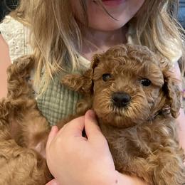 "Autumn (Girl) 5 Weeks" Goldendoodle Puppies from Oregon Doodle
