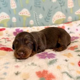 Aurora - Chocolate and tan female Dachshund puppy in Nampa, Idaho from 208 Wiener Wiggle Butts LLC