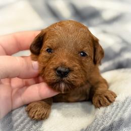 Poppy - Red  female Goldendoodle puppy in Wharton, Texas from Little Fur Friends