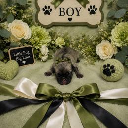 Brindle Boy (green toe) - Brindle male Pug puppy in Tulsa, Oklahoma from Locust Creek Pugs & Japanese Chin's