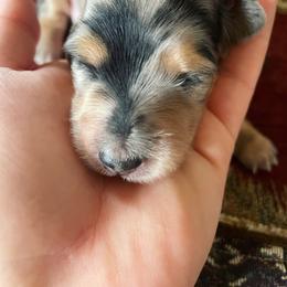 Dachshund Puppies from Rustic Dachshunds