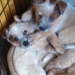 Australian Cattle Dog Puppies from FullMoon Cattle Dogs