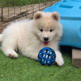 Orange girl - White and biscuit female Samoyed puppy in Elwell, Michigan from Limelight Samoyeds