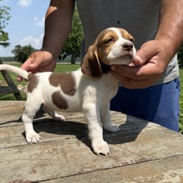 Red - Red and white male Beagle puppy in Hudson, Michigan from Bachman’s Kennel