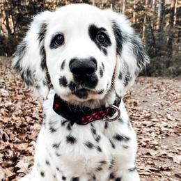 Dalmatian Puppies from Spotted Jewels Dalmatians