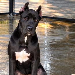 London - Black female Cane Corso puppy in Trenton, Texas from Trained To Go Corso Kennels (T.T.G. Corso Kennels)