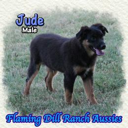 Jude - Black tri male Miniature Australian Shepherd puppy in Forestburg, Texas from Flaming Dill Ranch Aussies