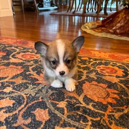 Grey collar male - Sable male Pembroke Welsh Corgi puppy in Grantsville Md, Maryland from Standing Oaks Kennel
