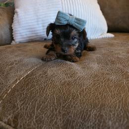 Lili - Black and tan female Yorkshire Terrier puppy in Pocahontas, Arkansas from 5 River Puppies