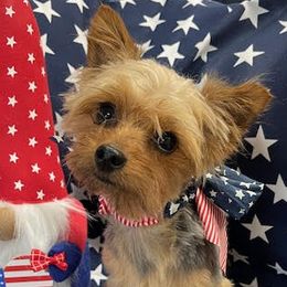 Tucker - Maltese