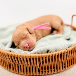 Carmel - Apricot female Goldendoodle puppy in North Carolina from Tuxedo Mountain Doodles