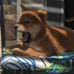 Shiba Inu Puppies from Jogoso Shibas