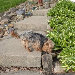 Charlie Bean - Yorkshire Terrier