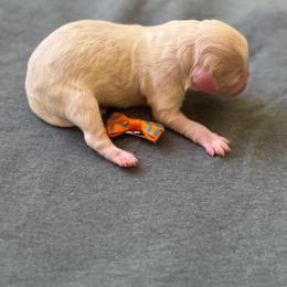 Dancing Queen - Cream female Labradoodle puppy in Camden, North Carolina from Oopsie Doodles of NC
