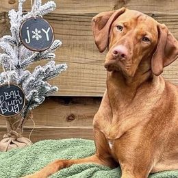 Vizslas from Smokey Mountain Vizslas