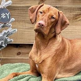 Vizslas from Smokey Mountain Vizslas