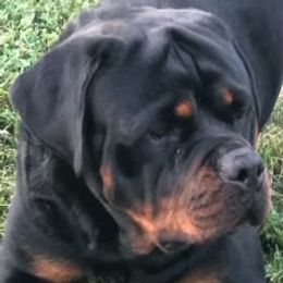 Dyno - Rottweiler