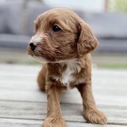Luna (purple collar) - Apricot female Goldendoodle puppy in Twin Falls, Idaho from Magic Valley Family Doodles
