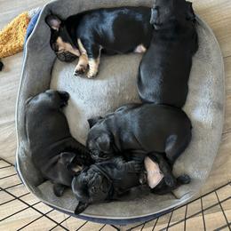 French Bulldog Puppies from Lisa Lopez