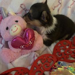 Girl 3 - Black and tan female Pembroke Welsh Corgi puppy in Tucson, Arizona from Sierrita Mountain Corgis
