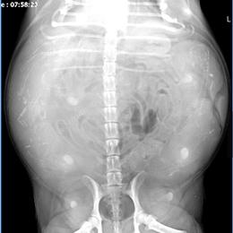 Pembroke Welsh Corgi puppies from Careaga Farms