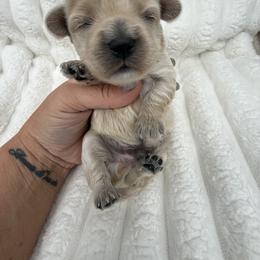 Checkers - Apricot male Maltipoo puppy in Fredericktown, Missouri from Doodle Pups Fur-Ever