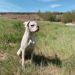 Mara - Boxer