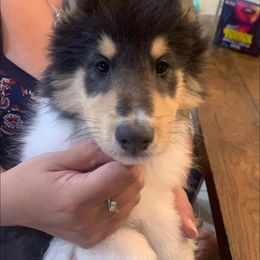 Collie Puppies from Costello Farm