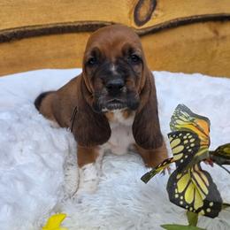 Duty - Brown black and white male Basset Hound puppy in Big Rapids, Michigan from Basket Hound Bassets
