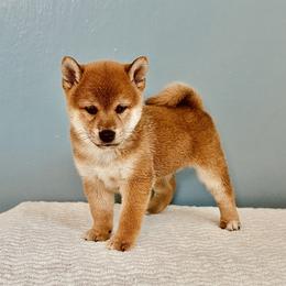 Ethen - Red male Shiba Inu puppy in Trenton, Nebraska from Prairie Shibas