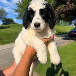 Sven - Parti male Poodle puppy in Washington, Pennsylvania from Patriotic Poodles