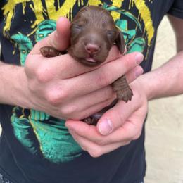 Chocolate and Tan Male - Chocolate and tan male Dachshund puppy in Gainesville, Florida from Mini Dots Mini Dachshunds