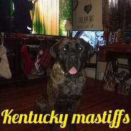 Mastiffs from Kentucky Mastiffs