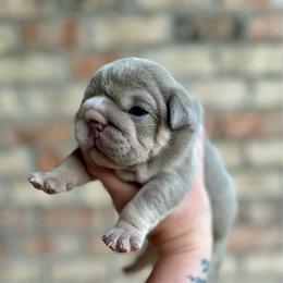 Poppy - Lilac tri-color female Bulldog puppy in Hernando, Mississippi from Blues City Bulldogs