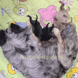 Chihuahua puppies from Cute As A Cupcake Chihuahuas