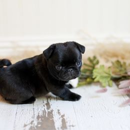 Kuma - Black female Pug puppy in Placerville, California from Gold Leaf Farm Pugs
