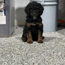 Jenny Weasley - Phantom female Poodle puppy in Godley, Texas from Godley Designer Doodles