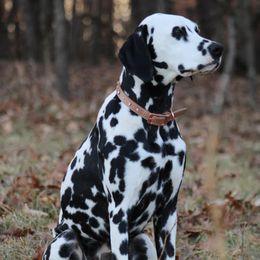 Dalmatians from Pine Ridge Dalmatians