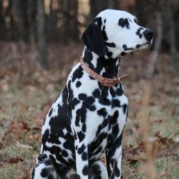 Dalmatians from Pine Ridge Dalmatians