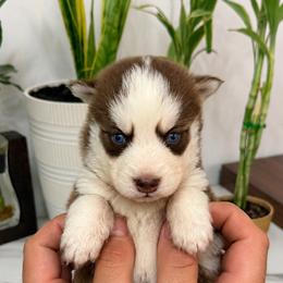 Maverick - Chocolate male Pomsky puppy in Harrodsburg, Kentucky from KY Pomsky Paws