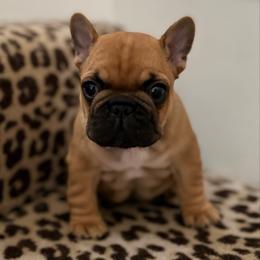 Zebulun - Fawn male French Bulldog puppy in Arkadelphia, Arkansas from Fralala Frenchies
