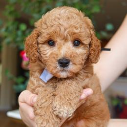 Trek - Red  male Goldendoodle puppy in Salado, Texas from Red Ranch Dogs